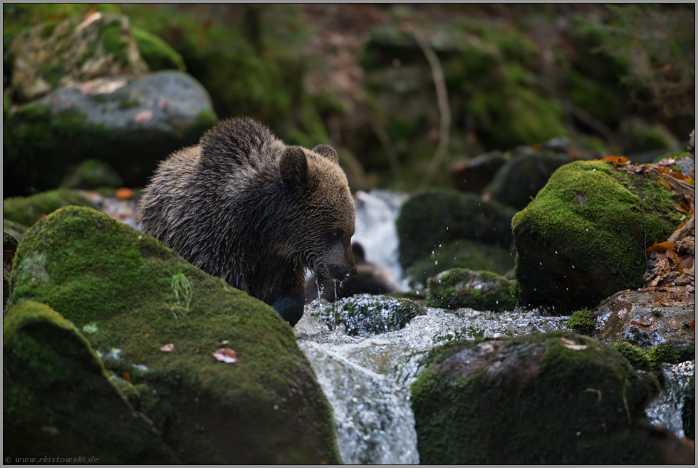 hungrig... Europäischer Braunbär *Ursus arctos*