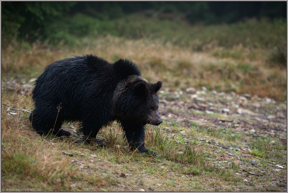 frühmorgens... Europäischer Braunbär *Ursus arctos arctos*