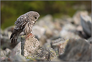 aufmerksam... Bartkauz *Strix uralensis*