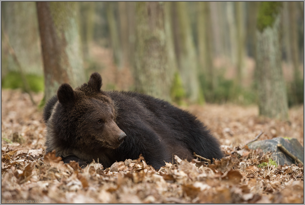 herausfordernd... Europäischer Braunbär *Ursus arctos*