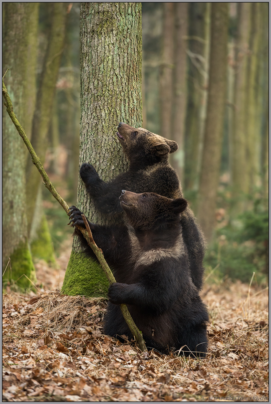 im Wettbewerb... Europäische Braunbären *Ursus arctos*