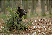 wo rohe Kräfte walten... Europäischer Braunbär *Ursus arctos*