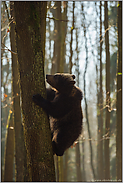 ganz schön flink... Europäischer Braunbär *Ursus arctos*