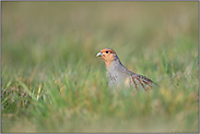 unterwegs im Gras... Rebhuhn *Perdix perdix*