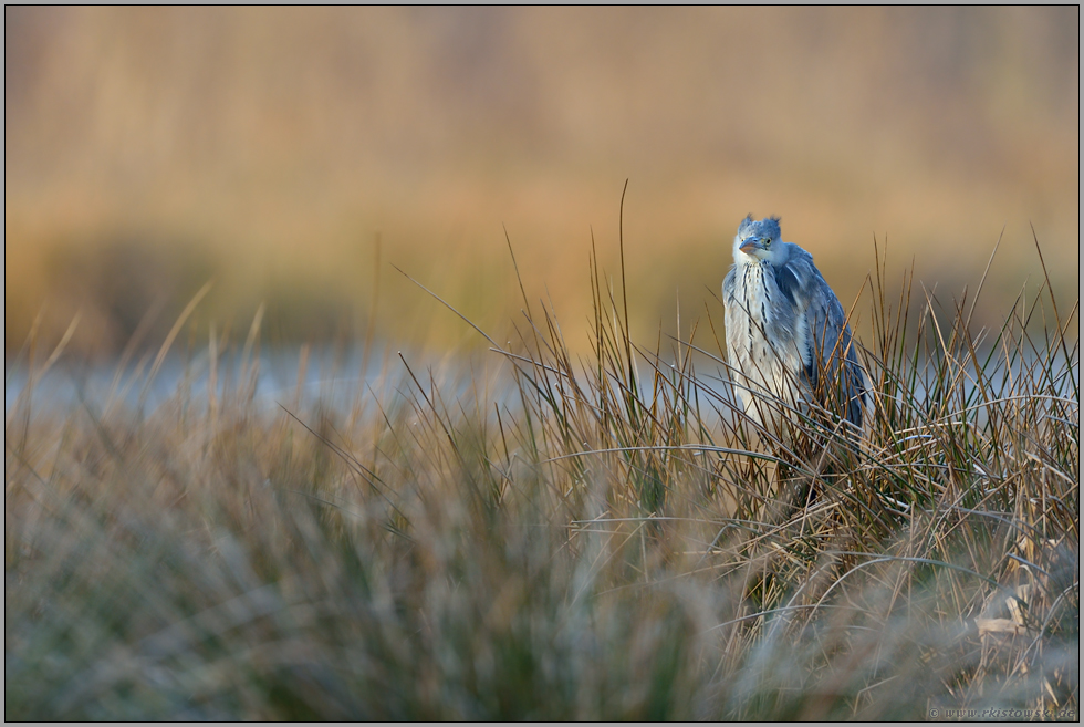 Federohren... Graureiher *Ardea cinerea*