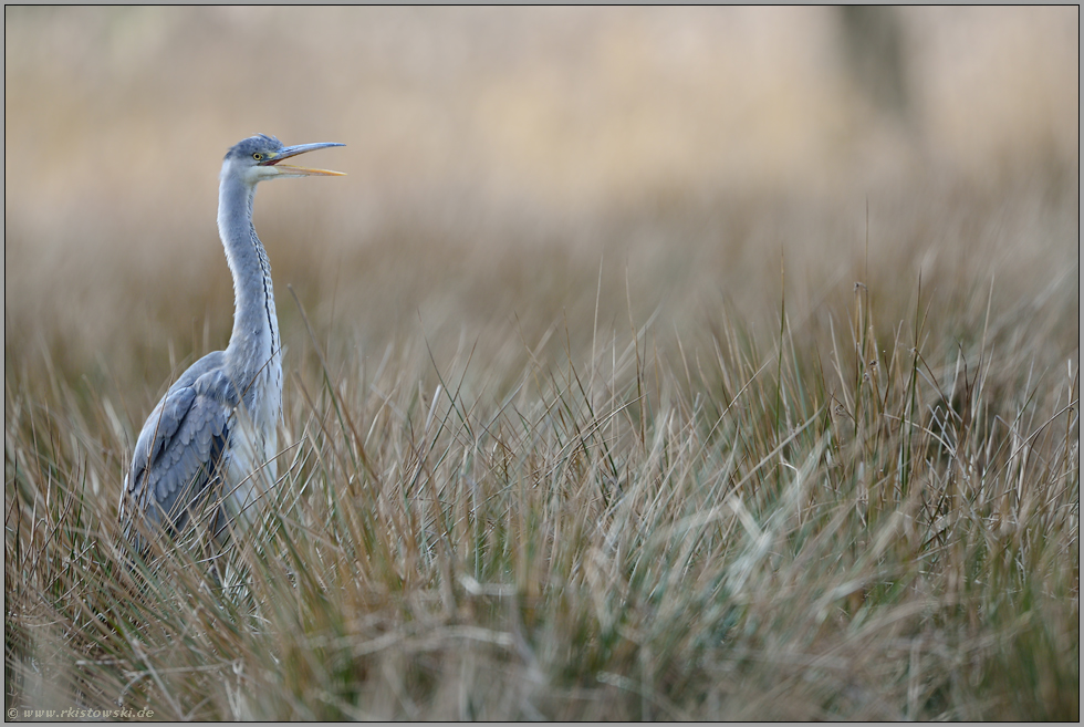 lauthals... Graureiher *Ardea cinerea*