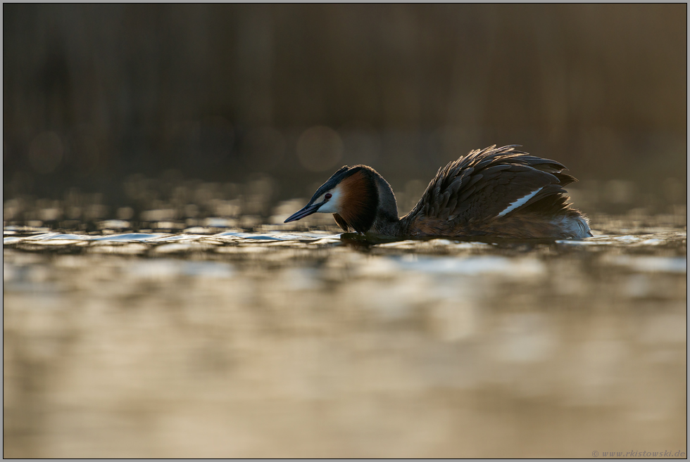 erwartungsvoll... Haubentaucher *Podiceps cristatus*