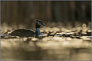 ein Meer aus Licht... Haubentaucher *Podiceps cristatus*