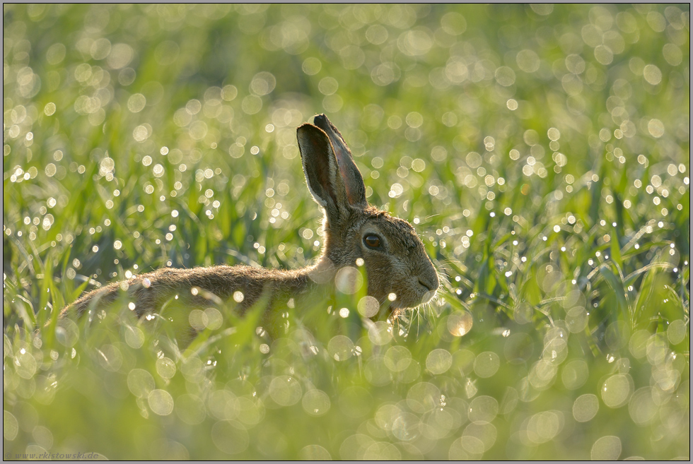 Häschen auf der Wiese... Feldhase *Lepus europaeus*