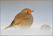 frostig... Rotkehlchen *Erithacus rubecula*