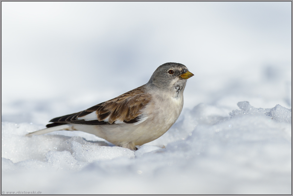 im Schnee... Schneesperling *Montifringilla nivalis*