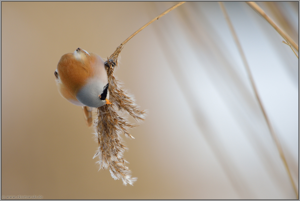 Verrenkungen... Bartmeise *Panurus biarmicus*