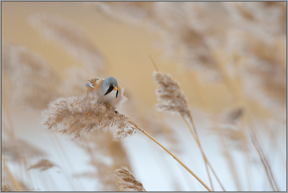 im Wind... Bartmeise *Panurus biarmicus*