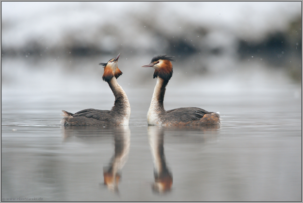 Frühlingsgefühle... Haubentaucher *Podiceps cristatus*