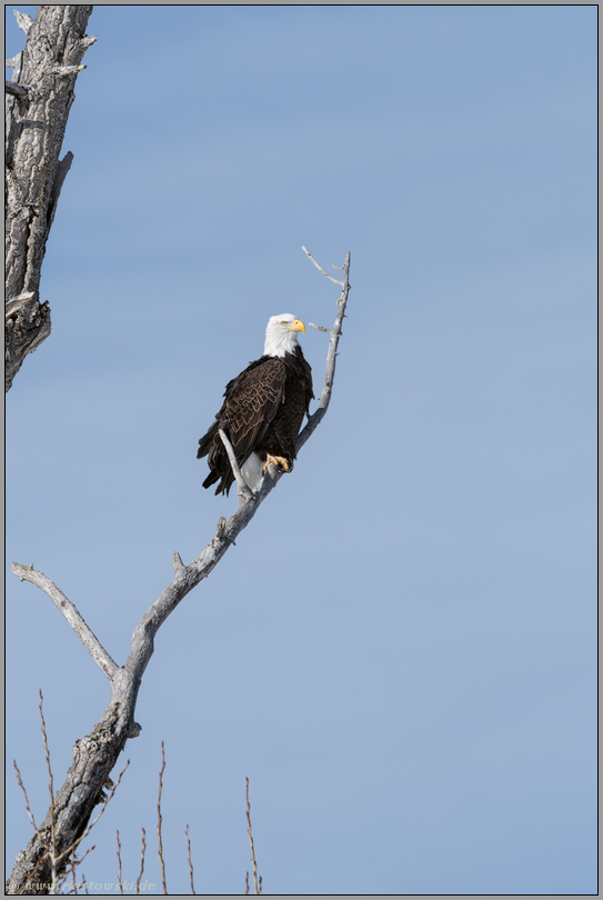 hoch oben im Baum... Weisskopfseeadler *Haliaeetus leucocephalus*