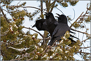 gemeinsam... Kolkraben *Corvus corax*