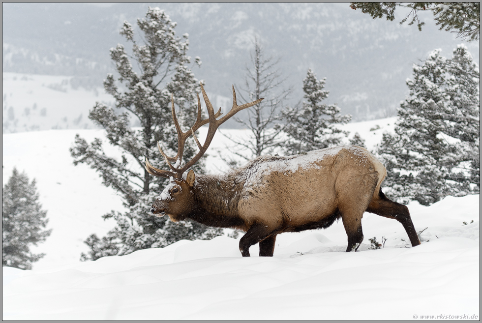 harte Zeiten... Wapiti *Cervus canadensis*