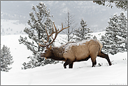 harte Zeiten... Wapiti *Cervus canadensis*