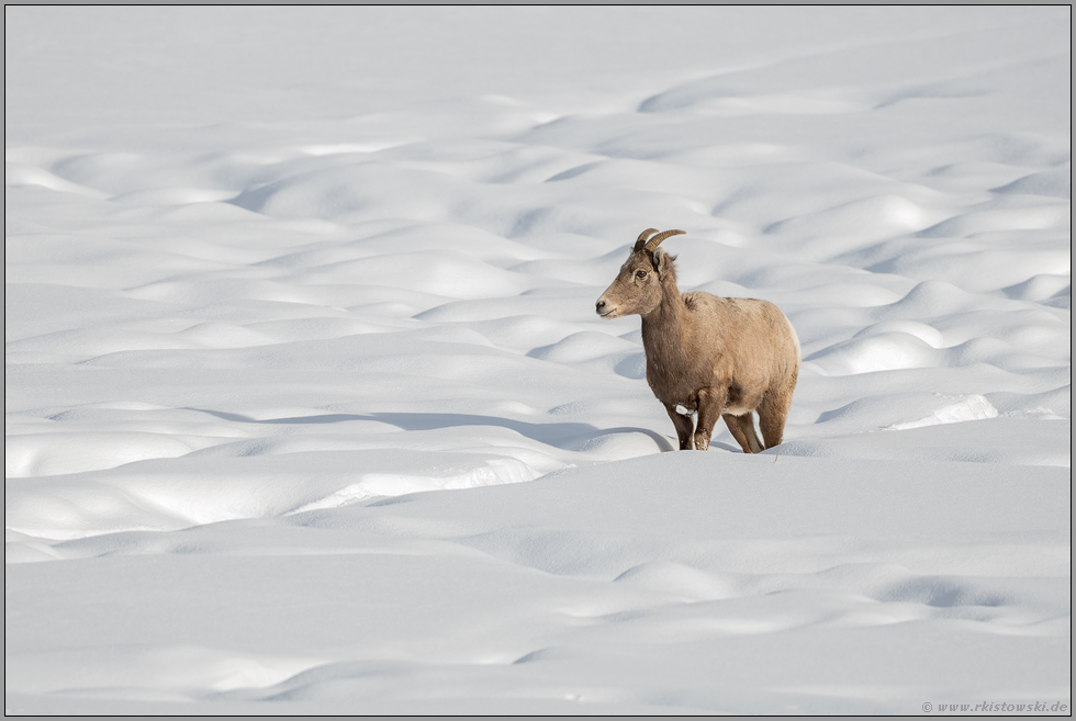 zwischen Schneehügeln... Dickhornschaf *Ovis canadensis*