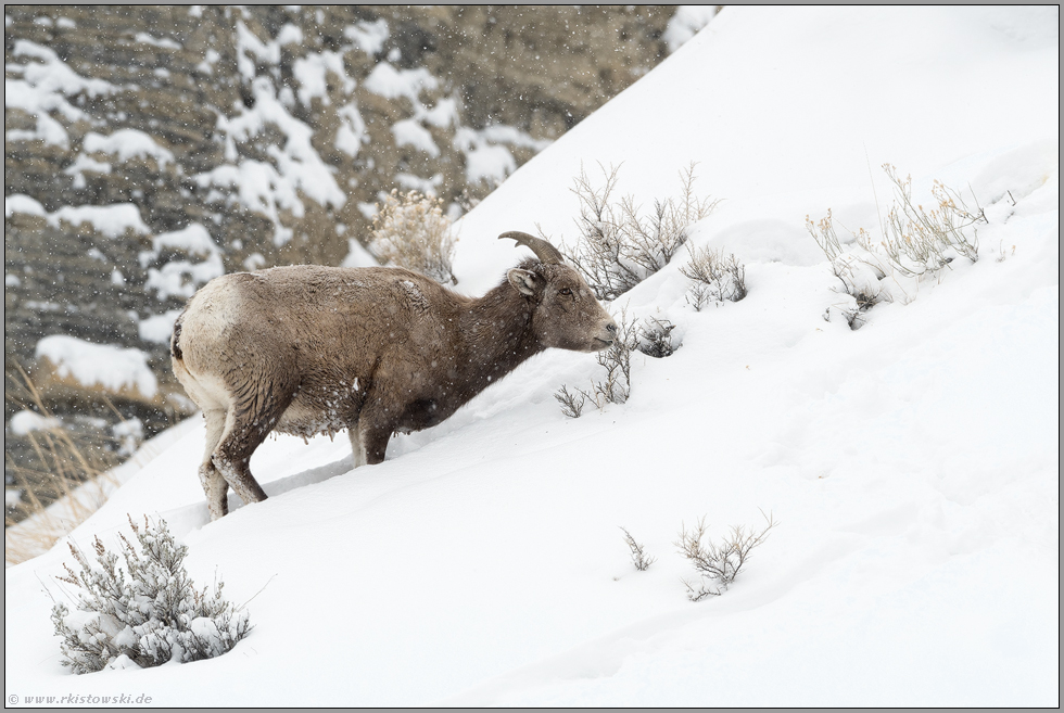 in den Bergen... Dickhornschaf *Ovis canadensis*