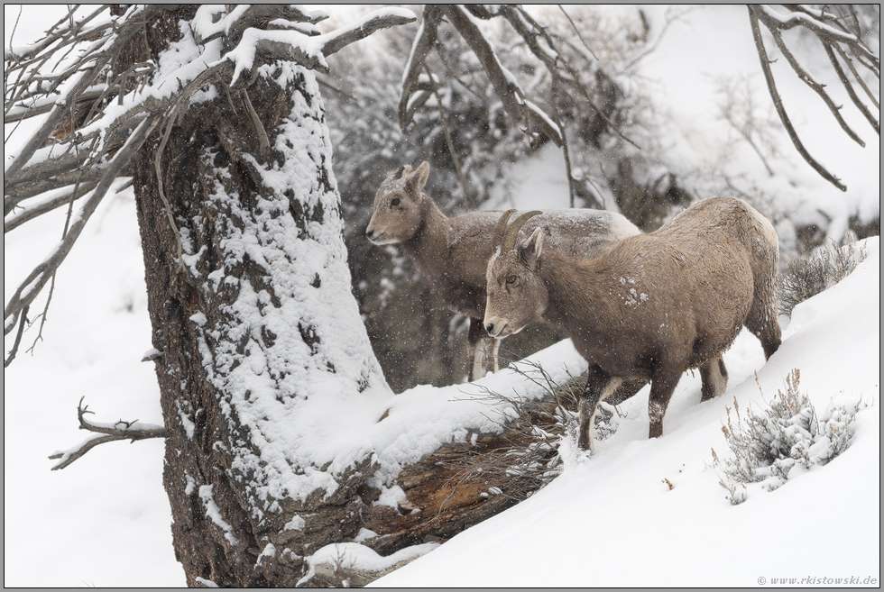 alt und jung... Dickhornschaf *Ovis canadensis*