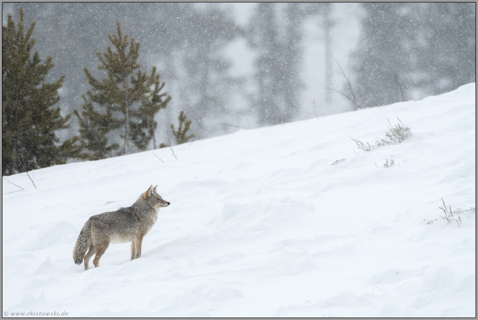 bei Schneefall... Kojote *Canis latrans*