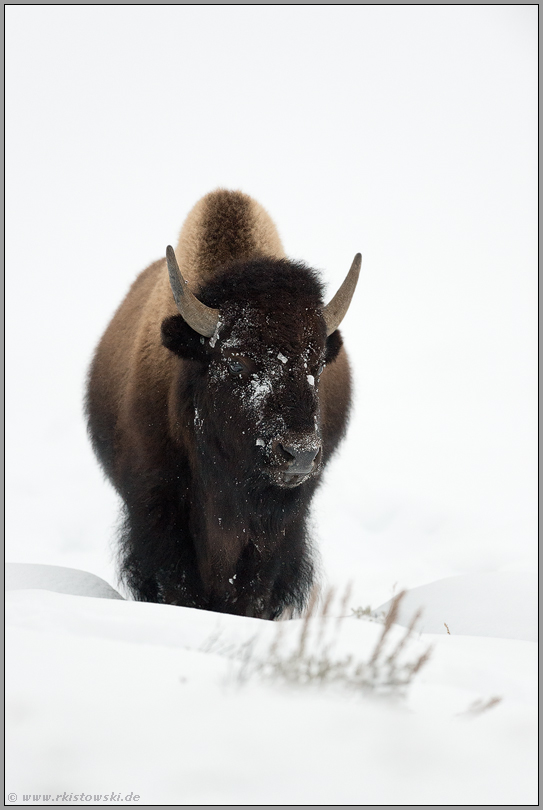 Bisonbulle im Schnee... Amerikanischer Bison *Bison bison*