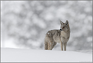 im Winterwunderland... Kojote *Canis latrans*