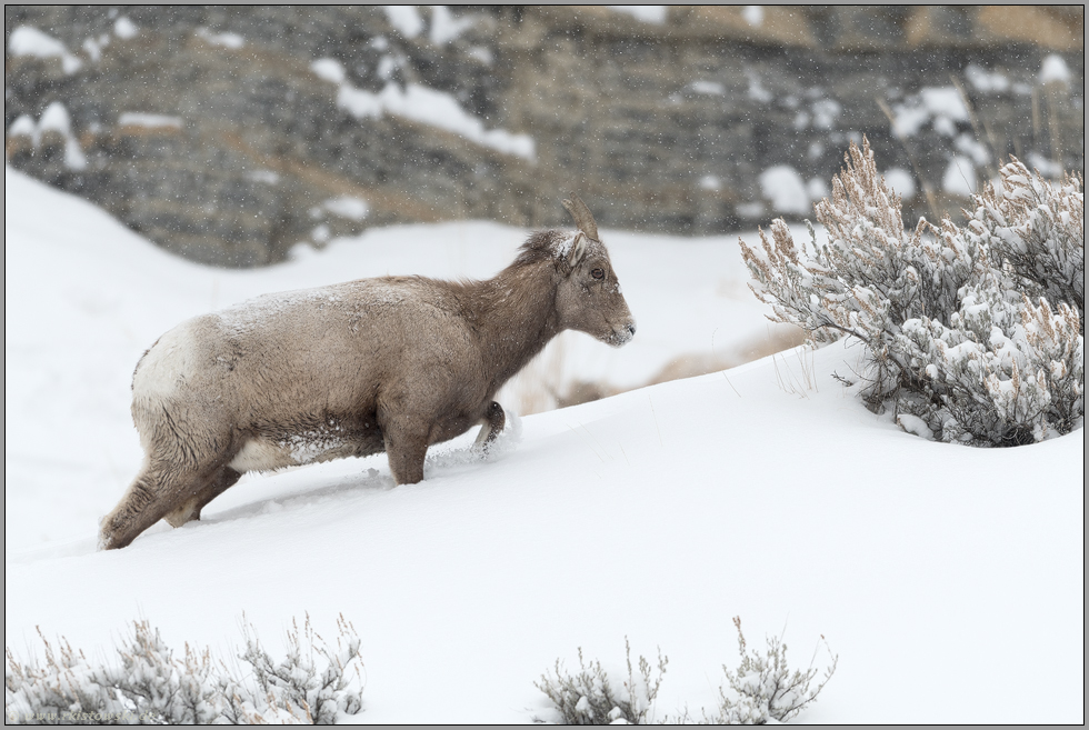 Lebensraum Berge... Dickhornschaf *Ovis canadensis*