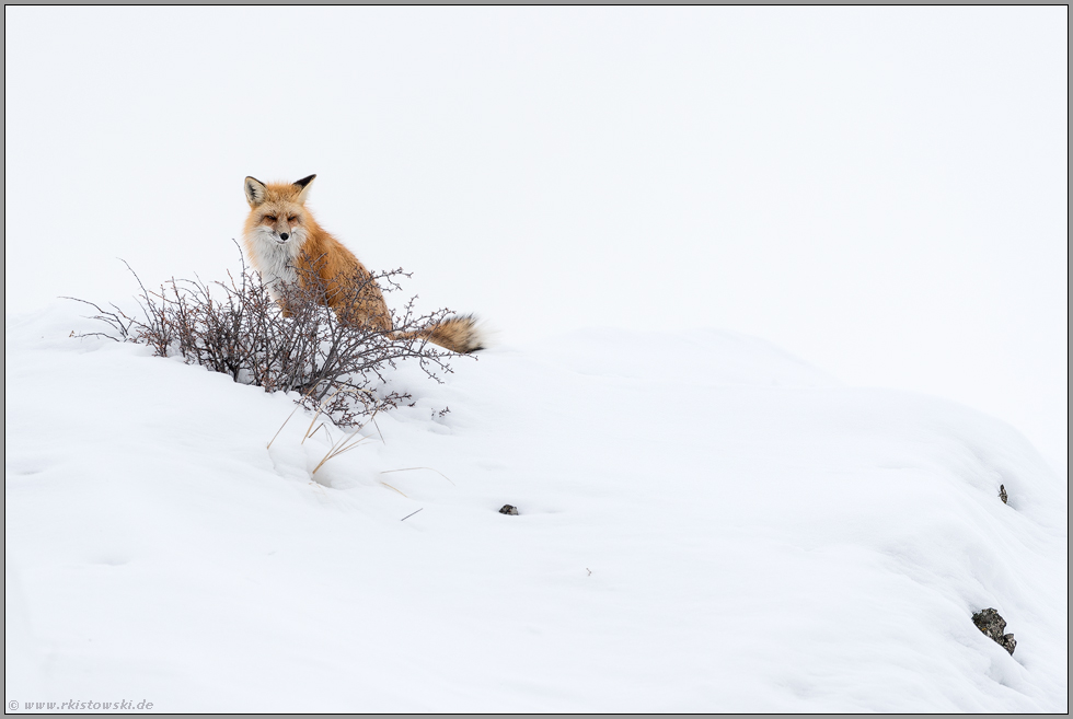 vorsichtig beobachtend... Amerikanischer Rotfuchs *Vulpes vulpes fulva*