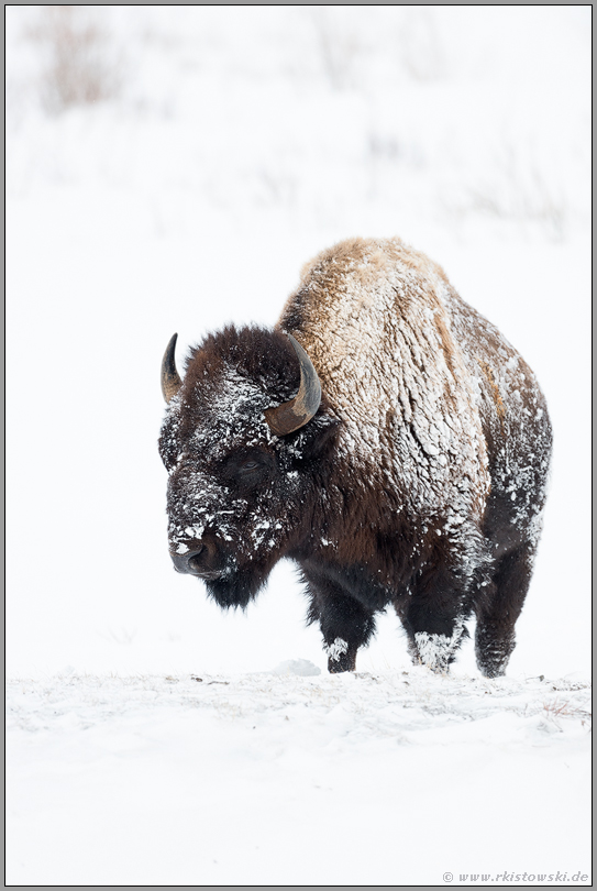 schneeverkrustet... Amerikanischer Bison *Bison bison*