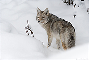 überraschter Blick... Kojote *Canis latrans*