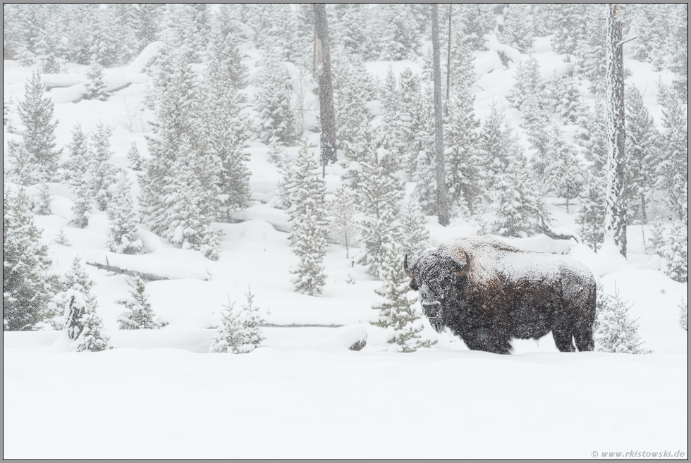 leise rieselt der Schnee... Amerikanischer Bison *Bison bison*