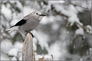 Clark's nutcracker... Kiefernhäher *Nucifraga columbiana*