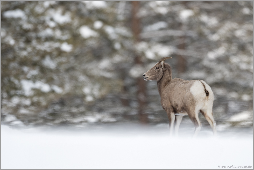 im Winterland... Dickhornschaf *Ovis canadensis*