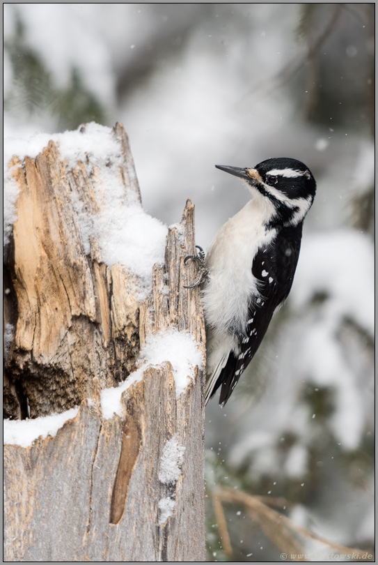 Holzarbeiter... Haarspecht *Picoides villosus* sitzt an einem morschen Baumstumpf, Yellowstone NP; USA