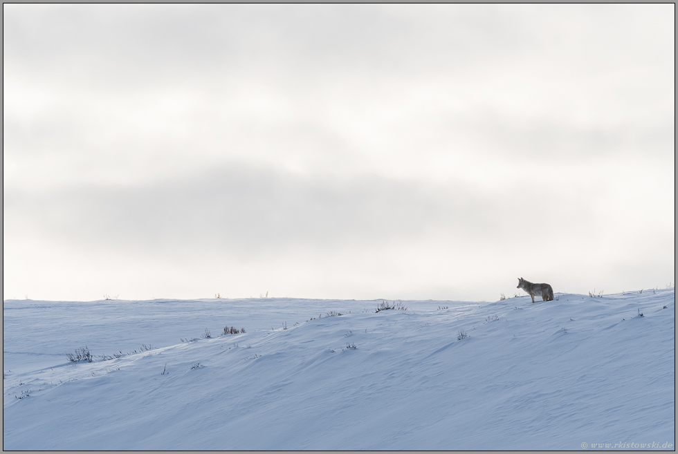 weites Land... Kojote *Canis latrans*