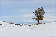 unterwegs im Yellowstone Nationalpark... Winterlandschaft *USA*