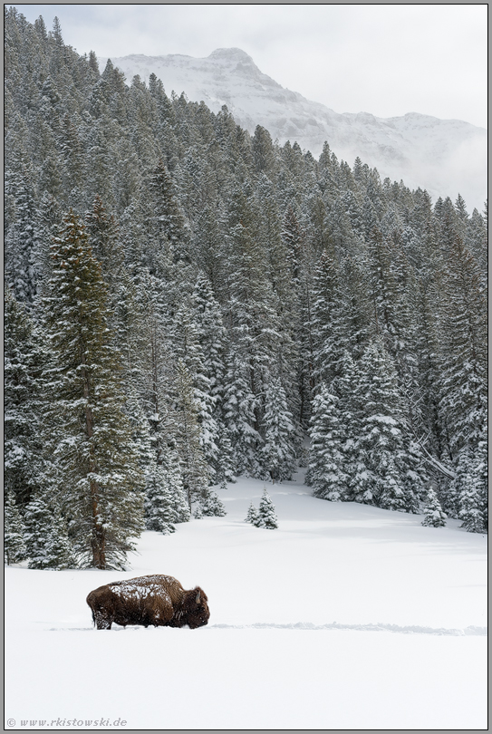 der Bulle vom Abiathar Peak... Amerikanischer Bison *Bison bison*