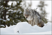 eis- und schneeverklumpt... Kojote *Canis latrans*