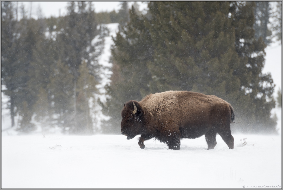 Winter im Yellowstone... Amerikanischer Bison *Bison bison*