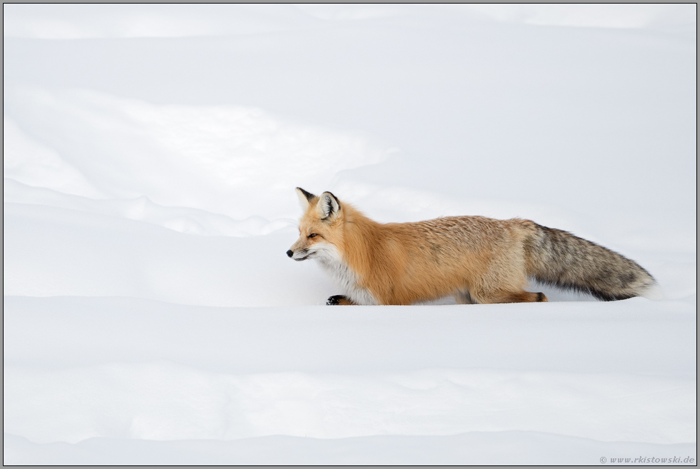 den einfachsten Weg... Amerikanischer Rotfuchs *Vulpes vulpes fulva*