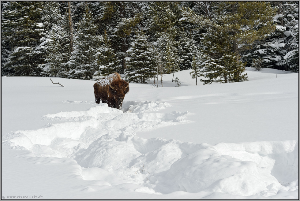 Spuren im Schnee... Amerikanischer Bison *Bison bison*