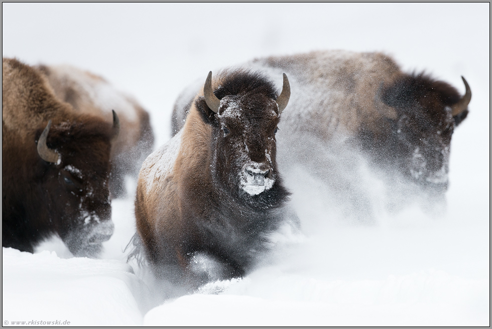 Stampede... Amerikanischer Bison *Bison bison*