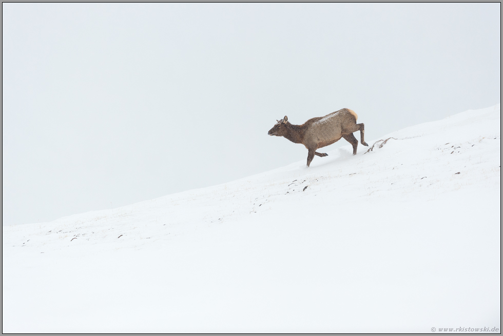 in schnellem Lauf... Wapiti *Cervus canadensis*