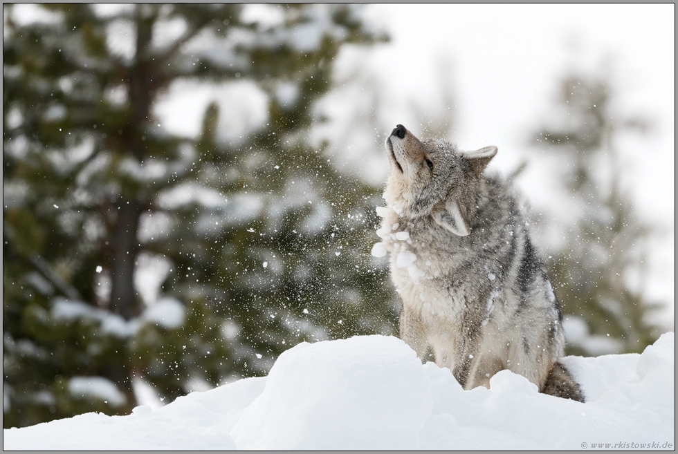 lästiger Schnee... Kojote *Canis latrans*