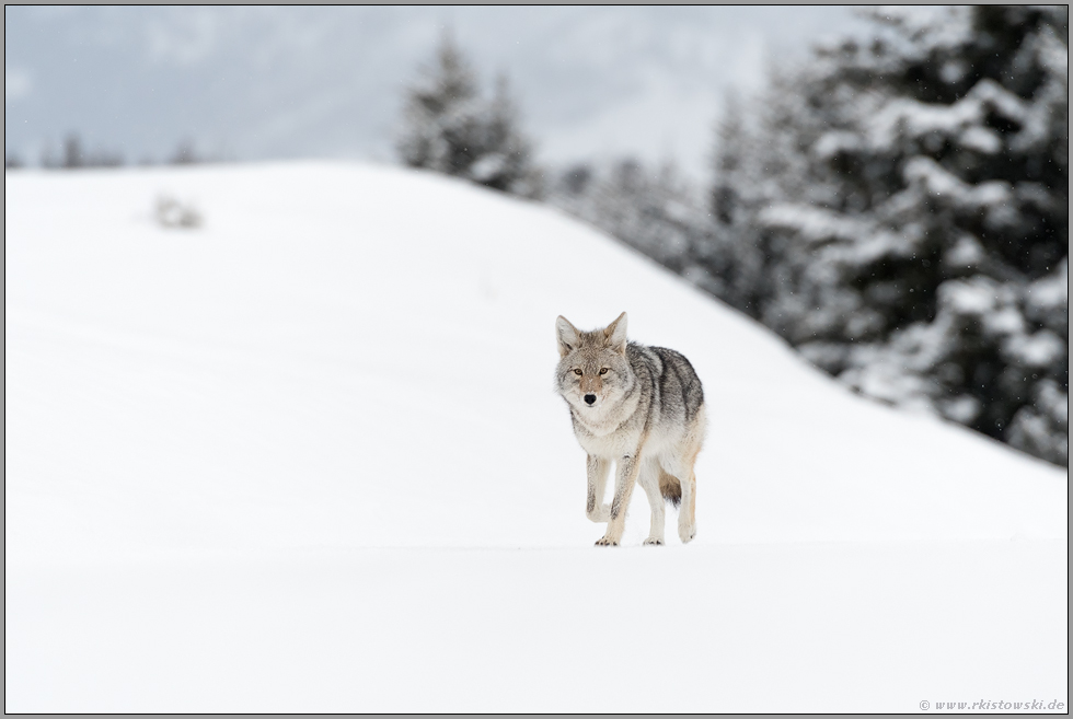 bei leichtem Schneefall... Kojote *Canis latrans*