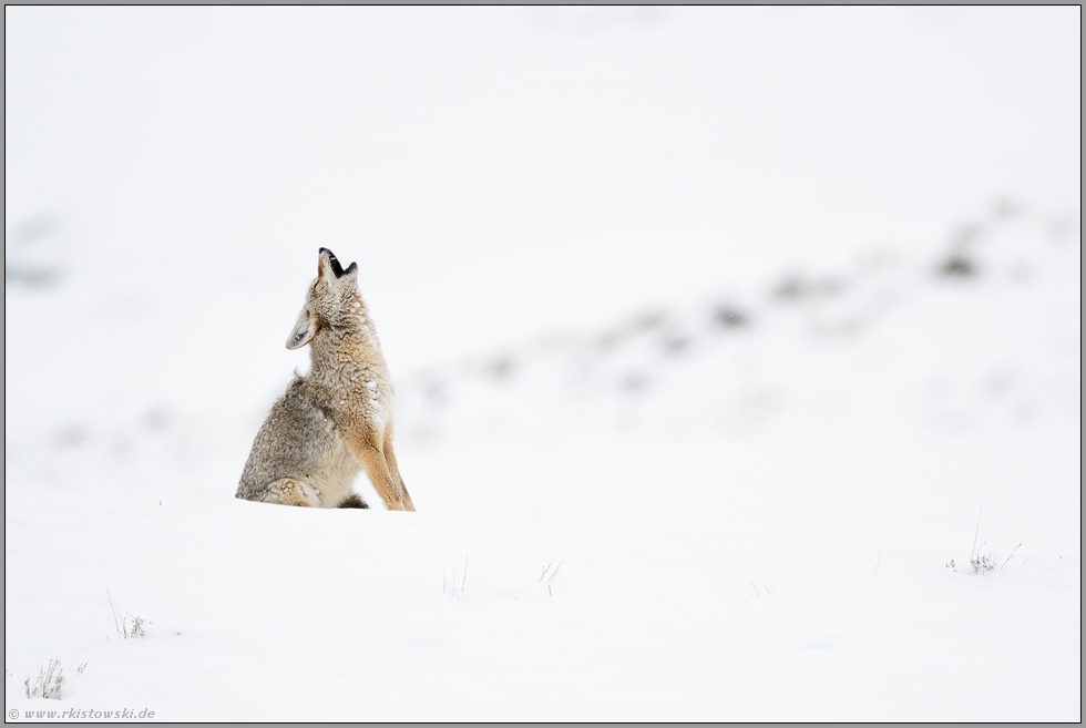 heulender Kojote... Kojote *Canis latrans*