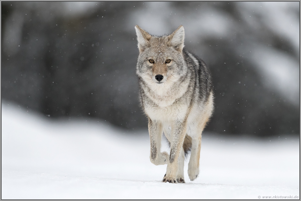 unterwegs... Kojote *Canis latrans*