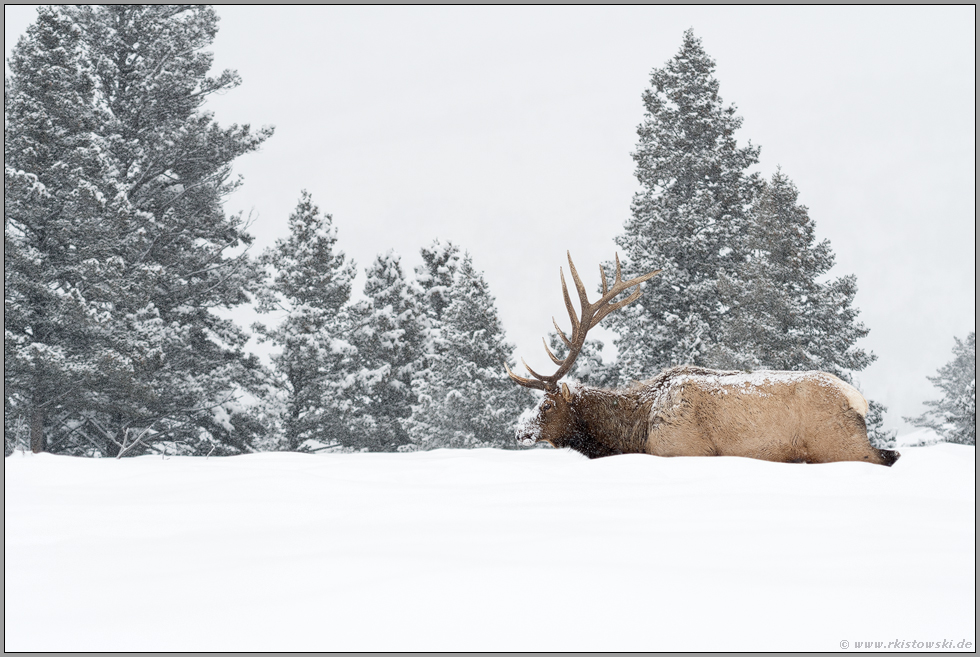 bis zum Bauch durch den Schnee... Wapiti *Cervus canadensis*